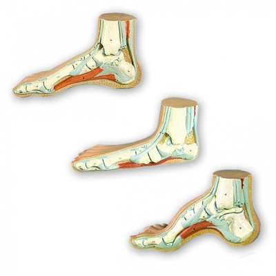 Anatomy foot models